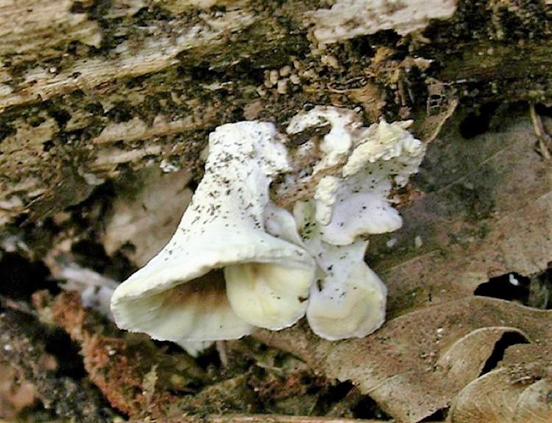 404 Agosto vecchio ritrovamento